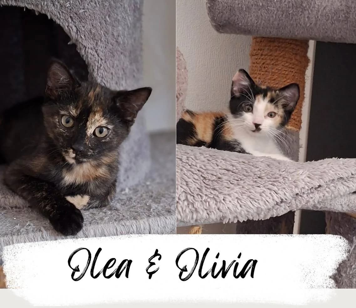 Olea & Olivia, female puppy Mixed Breed Cat for adoption at Katzenhilfe Ehingen und Umgebung e.V., Ehingen