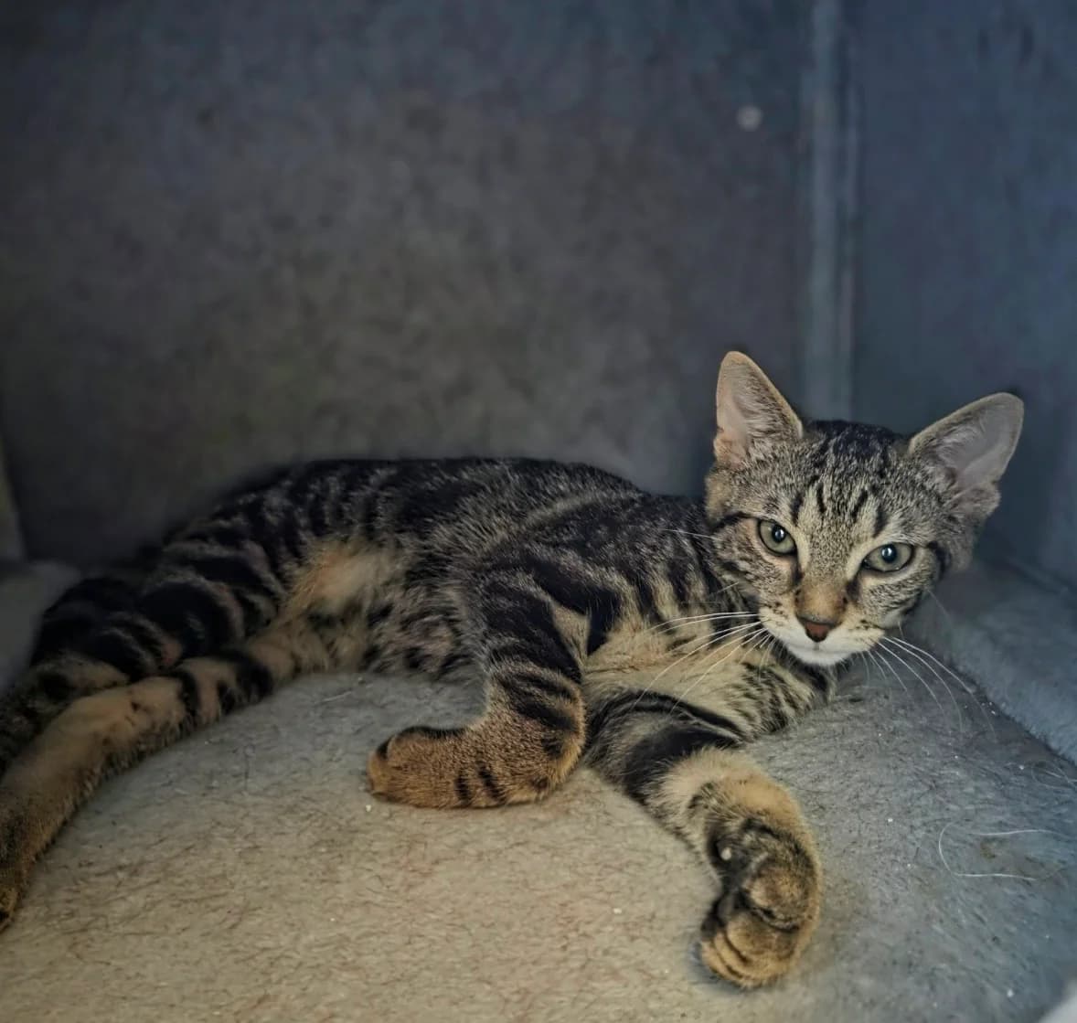 Gracie & George, male young Mixed Breed Cat for adoption at Katzenhilfe Ehingen und Umgebung e.V., Ehingen