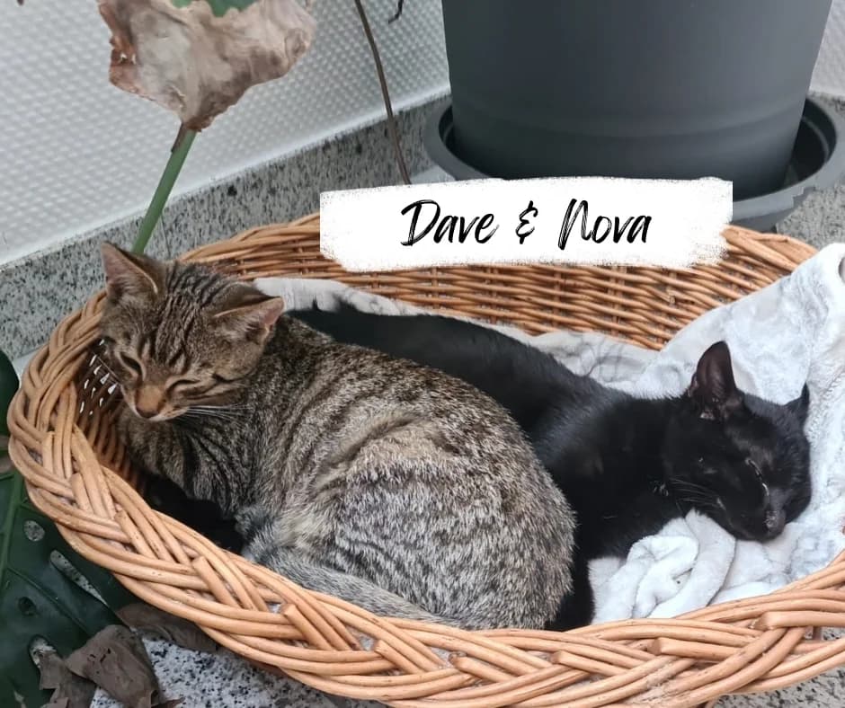 Dave &, female puppy Mixed Breed Cat for adoption at Katzenhilfe Ehingen und Umgebung e.V., Ehingen