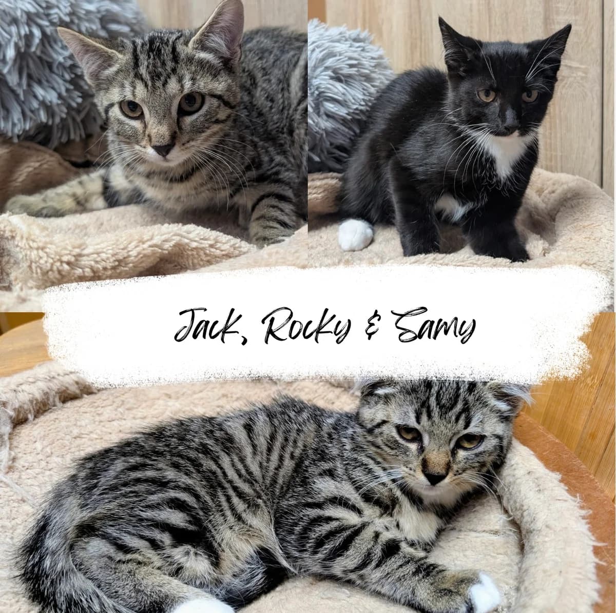 Jack, Rocky & Samy, male Mixed Breed Cat for adoption at Katzenhilfe Ehingen und Umgebung e.V., Ehingen