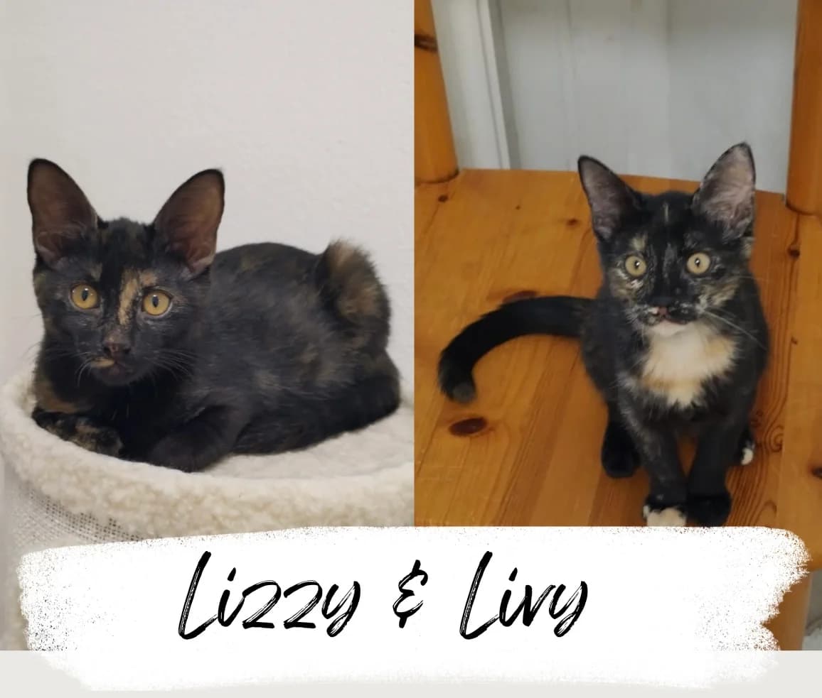 Lizzy & Livy, female Mixed Breed Cat for adoption at Katzenhilfe Ehingen und Umgebung e.V., Ehingen