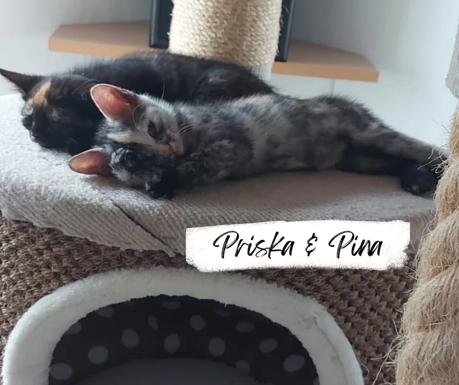 Priska & Pina, female puppy Mixed Breed Cat for adoption at Katzenhilfe Ehingen und Umgebung e.V., Ehingen