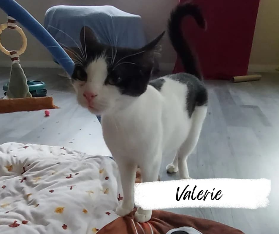 Valerie, female Mixed Breed Cat for adoption at Katzenhilfe Ehingen und Umgebung e.V., Ehingen