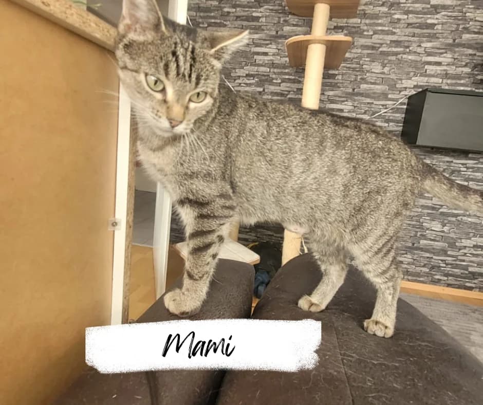 Mami, female young Mixed Breed Cat for adoption at Katzenhilfe Ehingen und Umgebung e.V., Ehingen