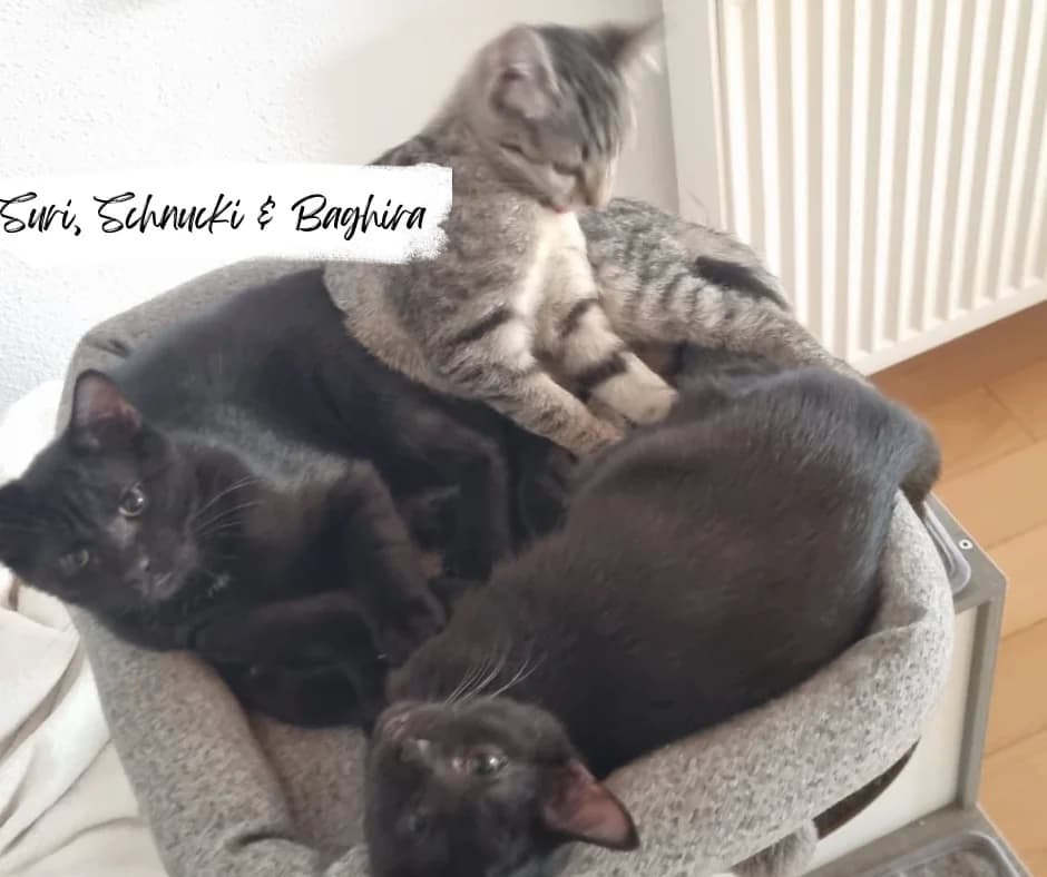 Suri, Schnucki & Baghira, male Mixed Breed Cat for adoption at Katzenhilfe Ehingen und Umgebung e.V., Ehingen