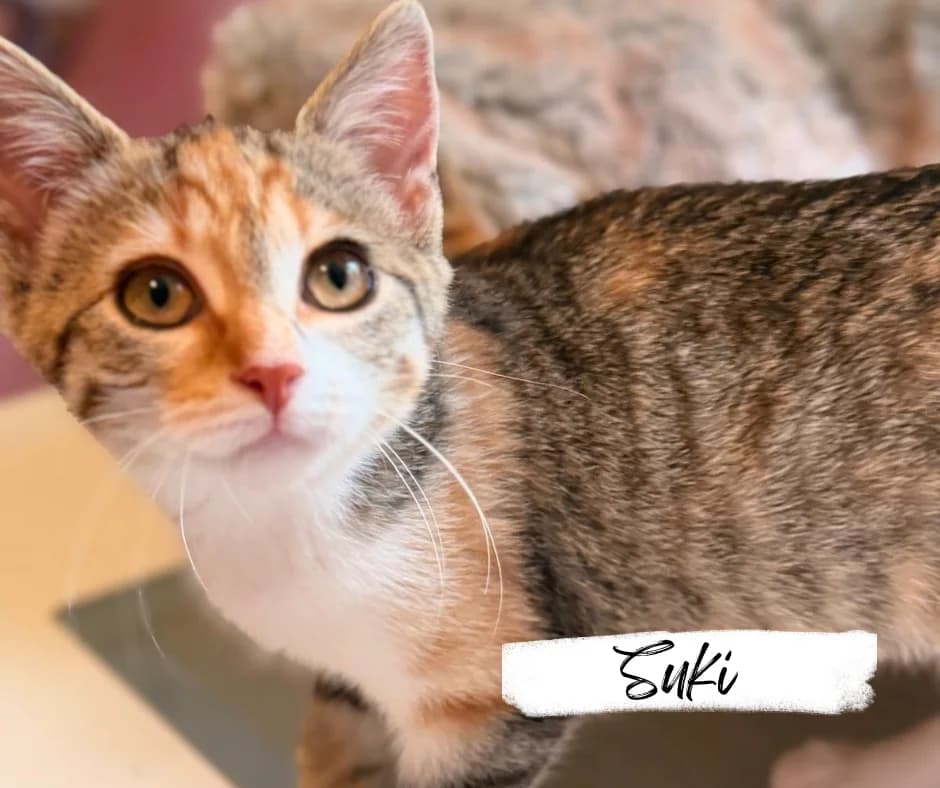 Suki, Phoebe & Casimir, female puppy Mixed Breed Cat for adoption at Katzenhilfe Ehingen und Umgebung e.V., Ehingen