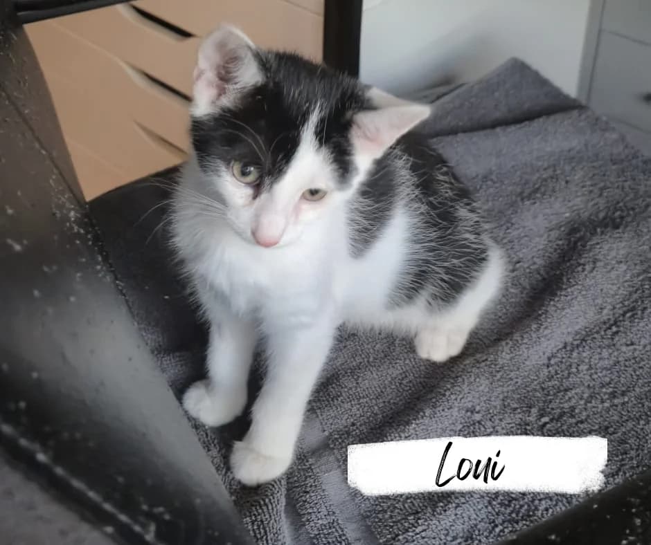 Daisy & Loui, female puppy Mixed Breed Cat for adoption at Katzenhilfe Ehingen und Umgebung e.V., Ehingen