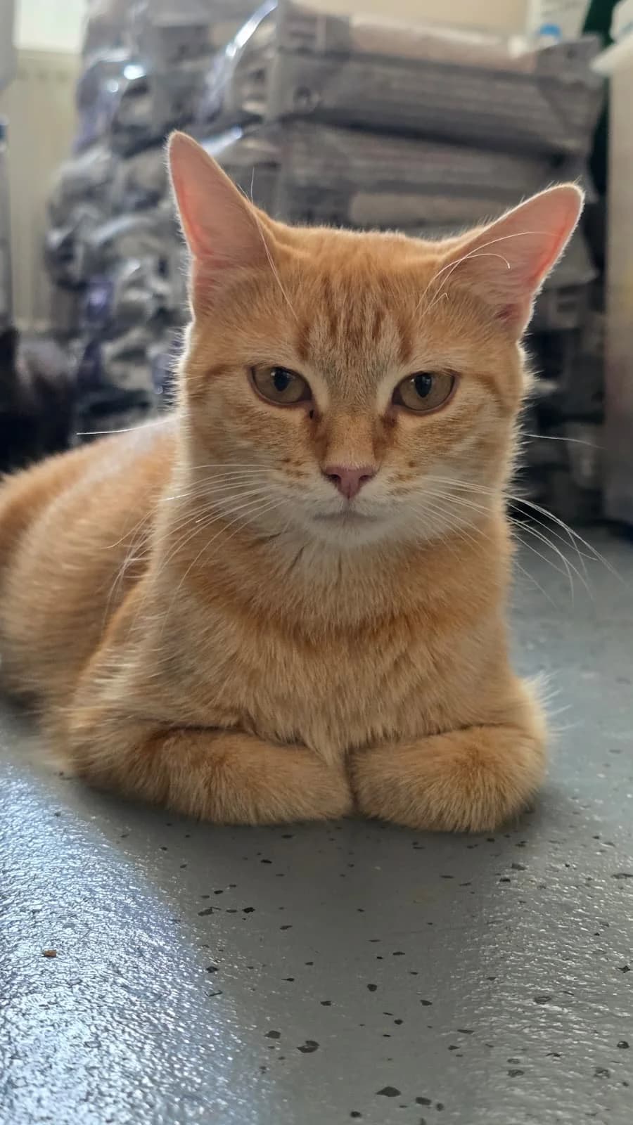 Hope, male young Mixed Breed Cat for adoption at Katzenhilfe Ehingen und Umgebung e.V., Ehingen