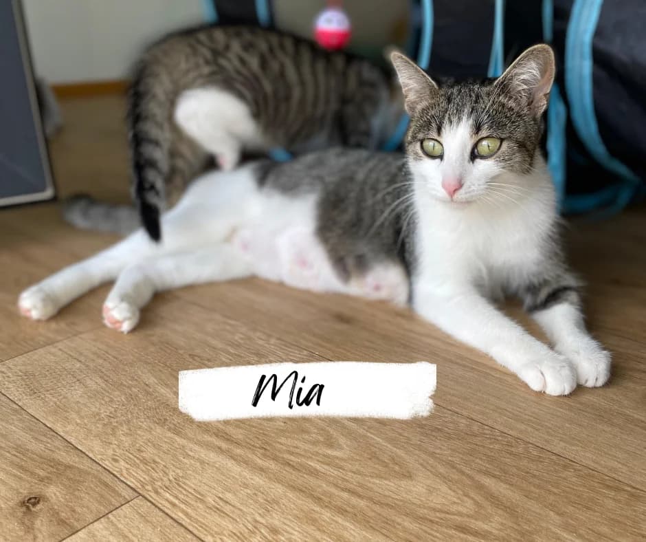 Mia, female 3yo Mixed Breed Cat for adoption at Katzenhilfe Ehingen und Umgebung e.V., Ehingen