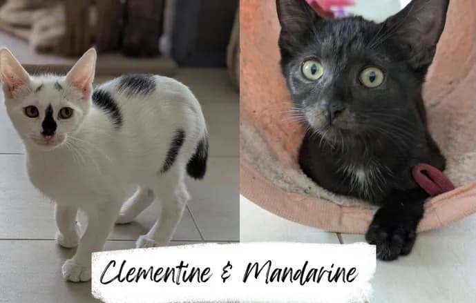 Mandarine & Clementin, male puppy Mixed Breed Cat for adoption at Katzenhilfe Ehingen und Umgebung e.V., Ehingen