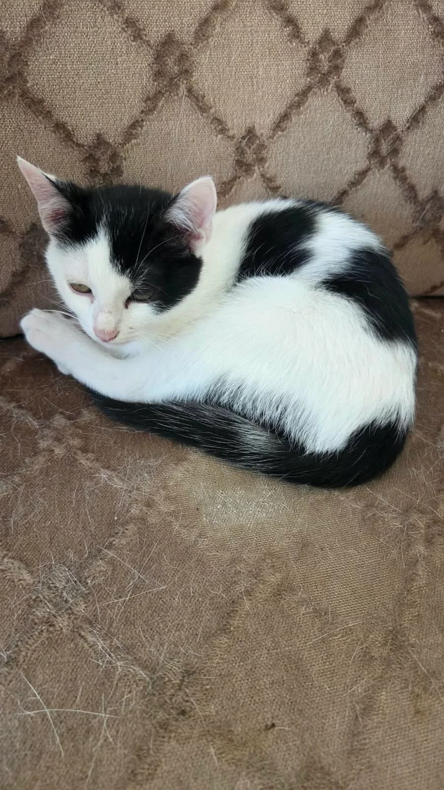 Ghalia, Sherine & Yamon, male Mixed Breed for adoption at Katzenhilfe Frankfurt e.V.