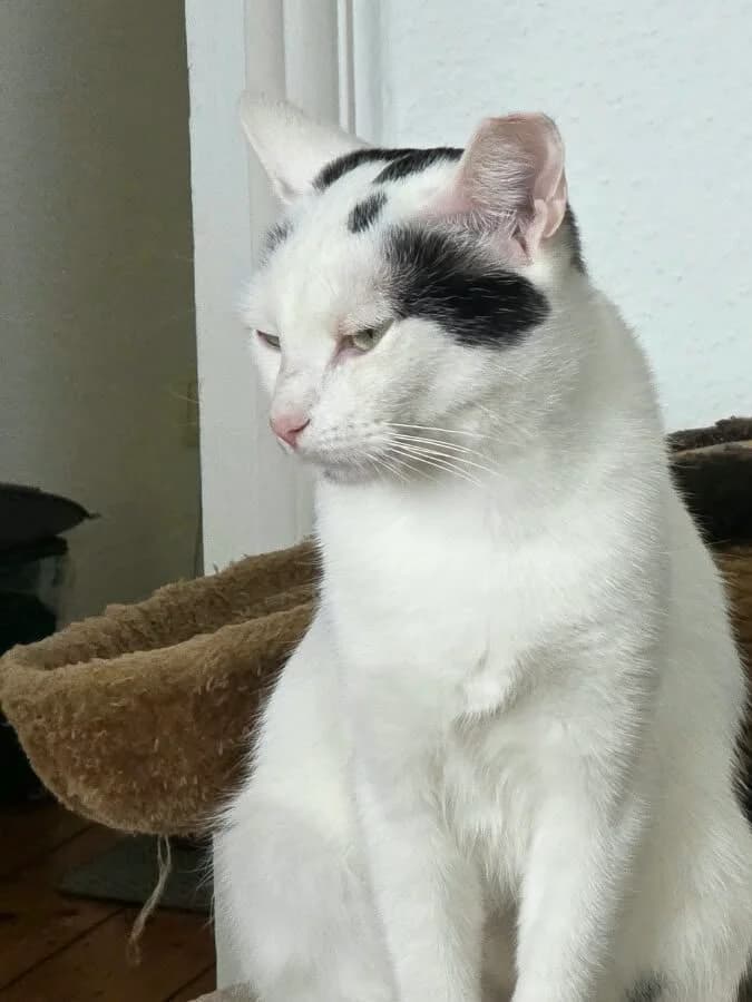Sagira, female 3yo Mixed Breed for adoption at Katzenhilfe Frankfurt e.V.