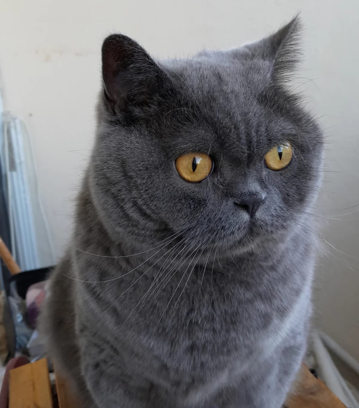 Minnie, female 4yo Mixed Breed for adoption at Katzenhilfe Frankfurt e.V., Frankfurt