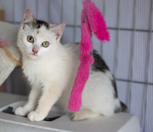 Leni, young Mixed Breed for adoption at Katzenhilfe Gelderland e.V.