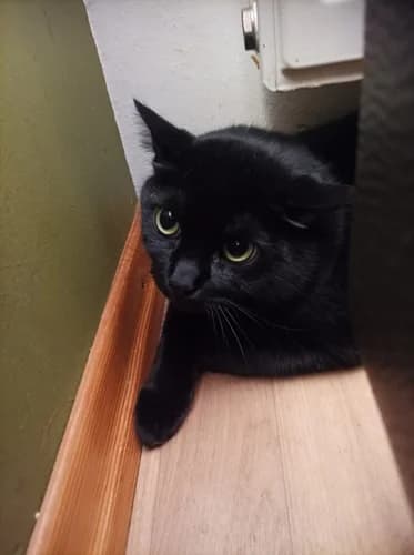 Pelle, male Mixed Breed for adoption at Katzenhilfe Gelderland e.V.
