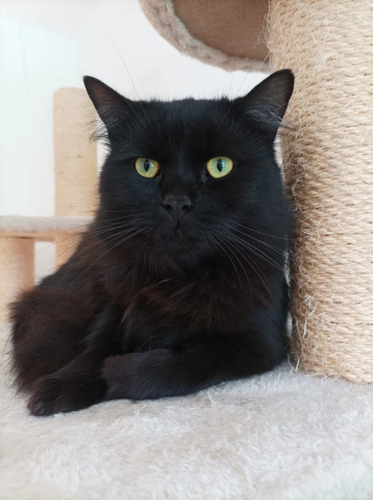 Pepe, male Mixed Breed for adoption at Katzenhilfe Gelderland e.V.