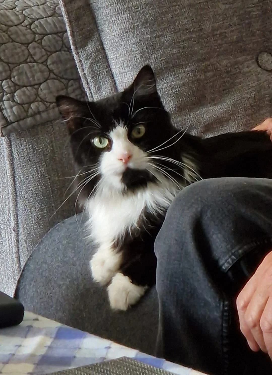 Chloe, female senior Mixed Breed for adoption at Katzenhilfe Greven, Greven