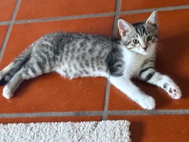 Amelia, female puppy Mixed Breed for adoption at Katzenhilfe Hannover e.V., Hannover