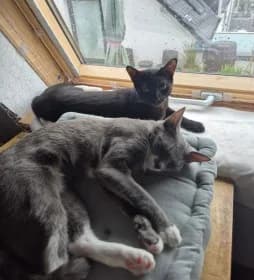 Bibi & Haya, grau male young Mixed Breed for adoption at Katzenhilfe Hannover e.V., Hannover