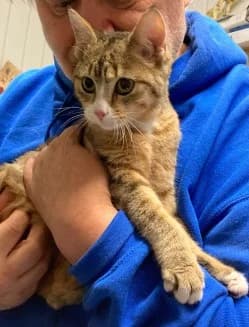 Kleiner Kater Simba, male puppy Mixed Breed for adoption at Katzenhilfe Hannover e.V., Hannover