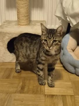 Rudi, male Mixed Breed for adoption at Katzenhilfe Hannover e.V., Hannover