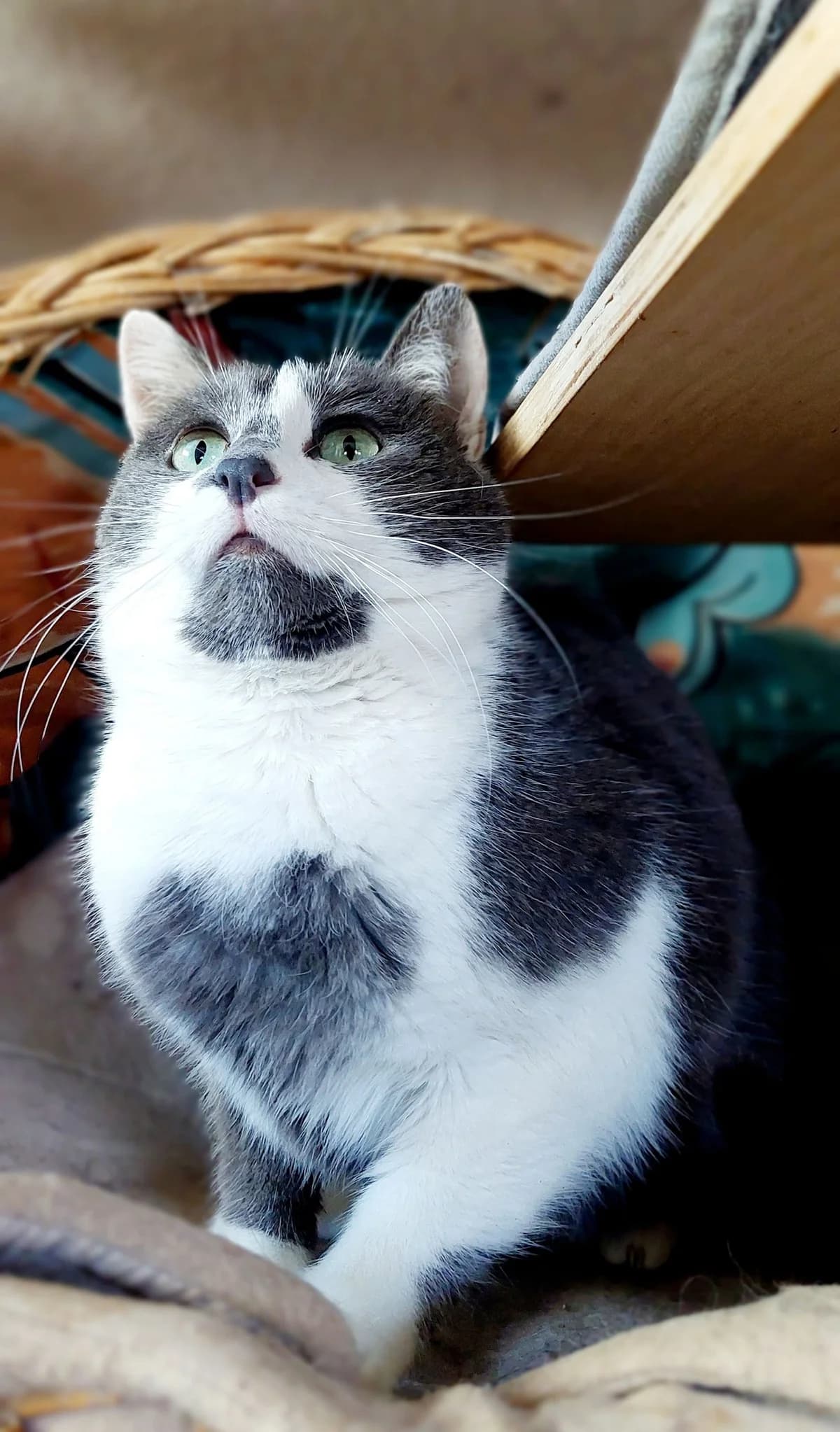 Flecki, 3yo Mixed Breed for adoption at Katzenhilfe Hoffnung