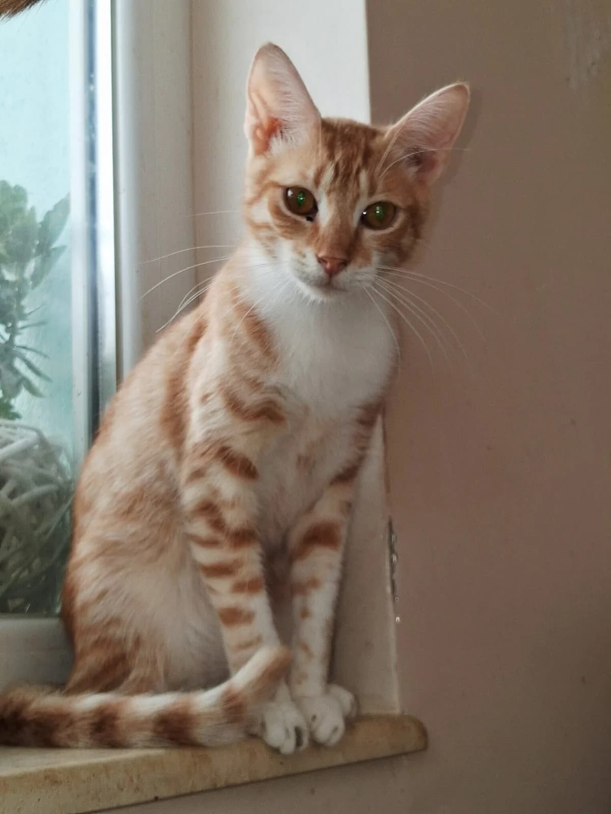 Kaya, female young Mixed Breed for adoption at Katzenhilfe Hoffnung