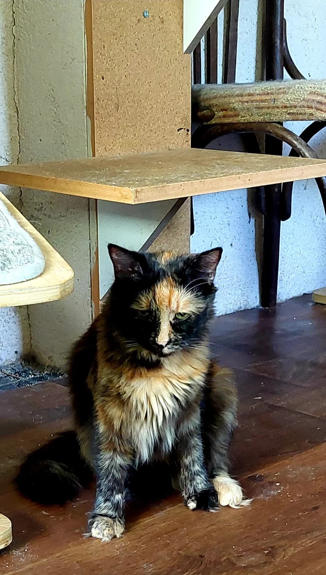 Luna, 4yo Mixed Breed for adoption at Katzenhilfe Hoffnung