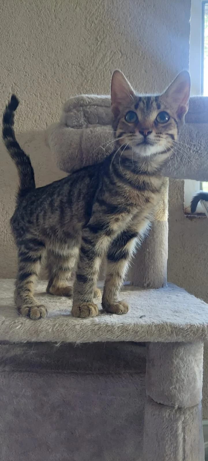 Pepa Katerchen Tiger, young Mixed Breed for adoption at Katzenhilfe Hoffnung