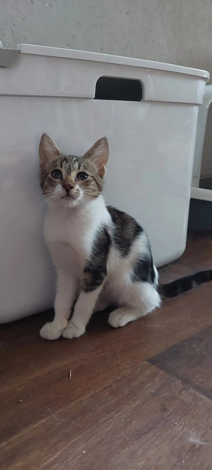 Pepa Katerchen weiss-tiger, weiss young Mixed Breed for adoption at Katzenhilfe Hoffnung