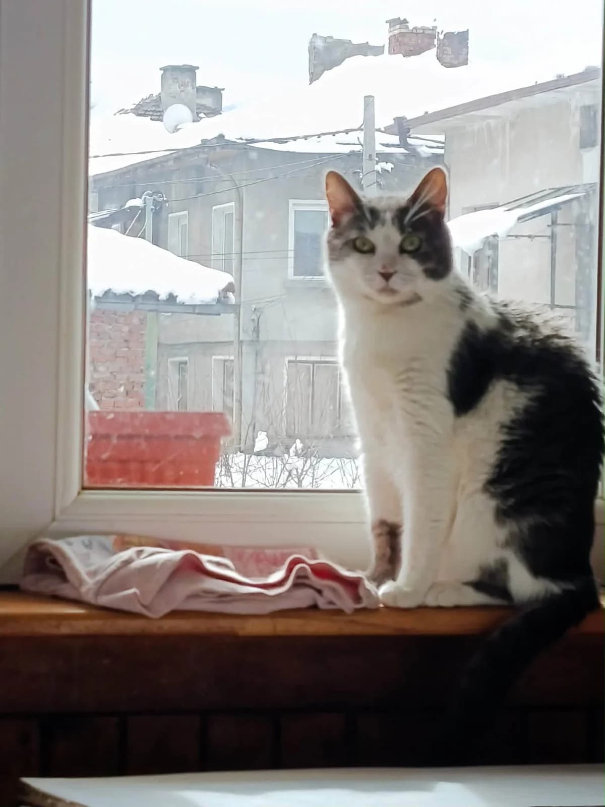 Samuel, male 3yo Mixed Breed for adoption at Katzenhilfe Hoffnung