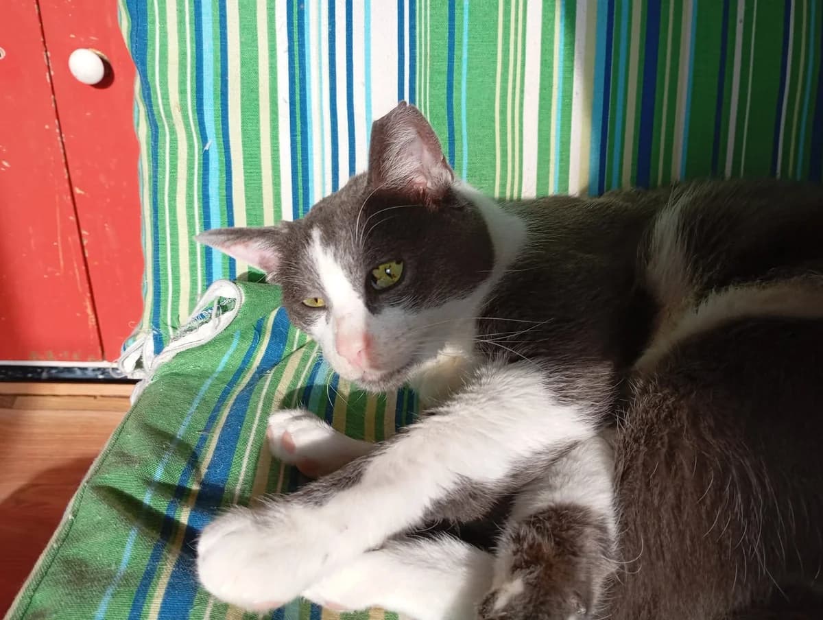Sancho, male 3yo Mixed Breed for adoption at Katzenhilfe Hoffnung