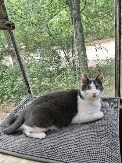 Silvio, 4yo Mixed Breed for adoption at Katzenhilfe Hoffnung