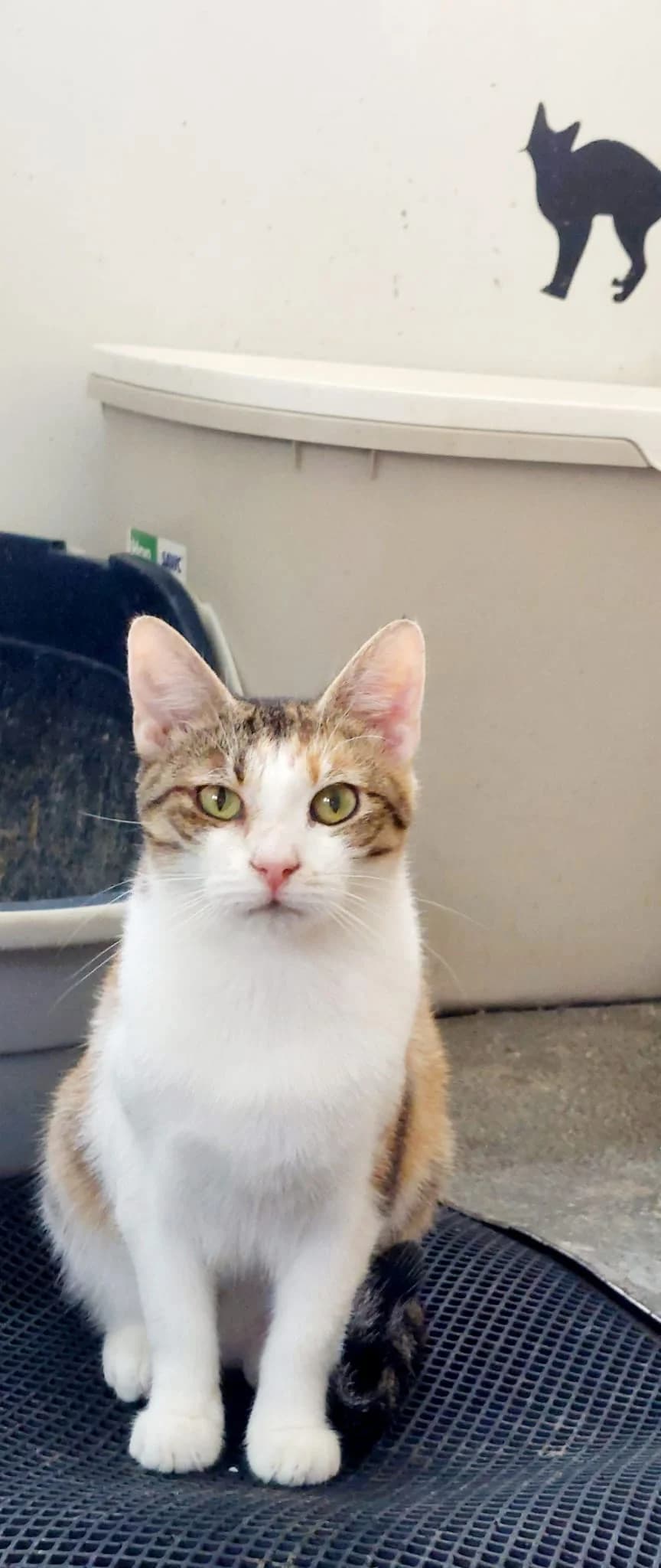 Trixie, 4yo Mixed Breed for adoption at Katzenhilfe Hoffnung