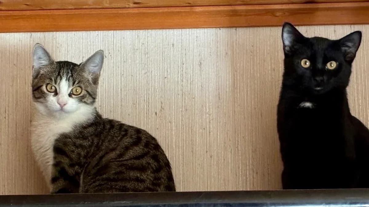 Schätzle und Schmiegy, getigert male 5yo Mixed Breed for adoption at Katzenhilfe in und um Würzburg – Mainfränkischer Tierschutz e. V., Würzburg