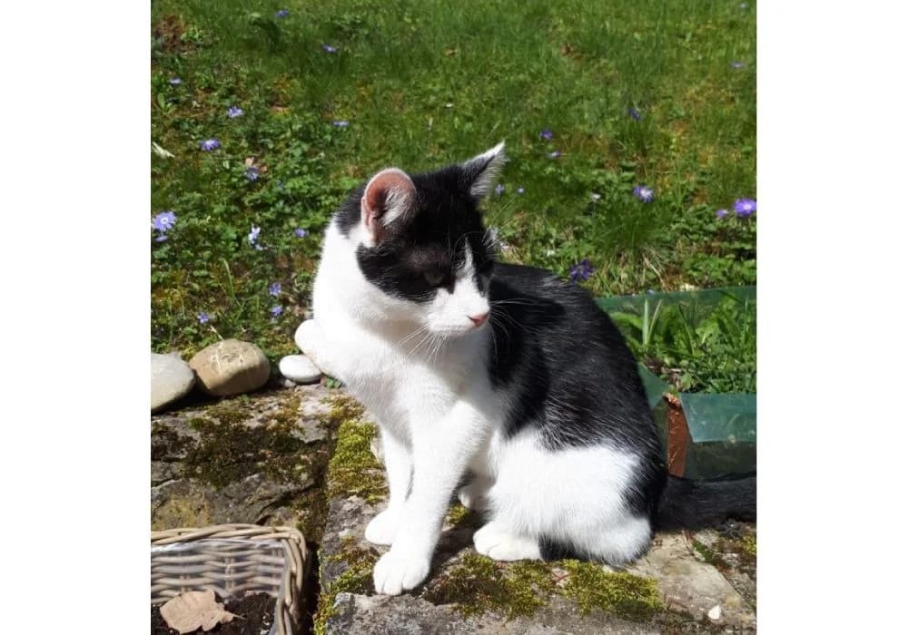 Wolfi, schwarz male 5yo Mixed Breed for adoption at Katzenhilfe in und um Würzburg – Mainfränkischer Tierschutz e. V., Würzburg