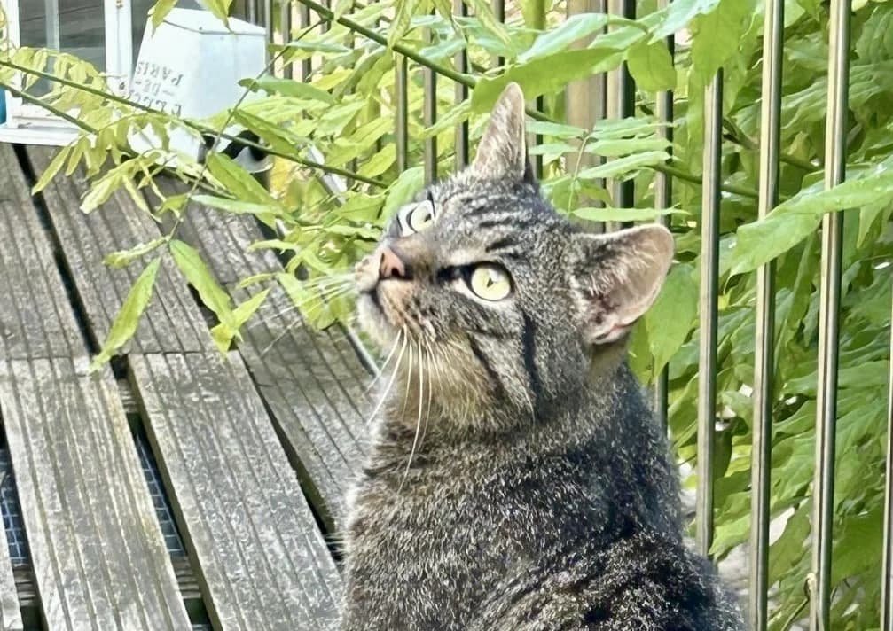 Wilson, schwarz male young Mixed Breed for adoption at Katzenhilfe in und um Würzburg – Mainfränkischer Tierschutz e. V., Würzburg