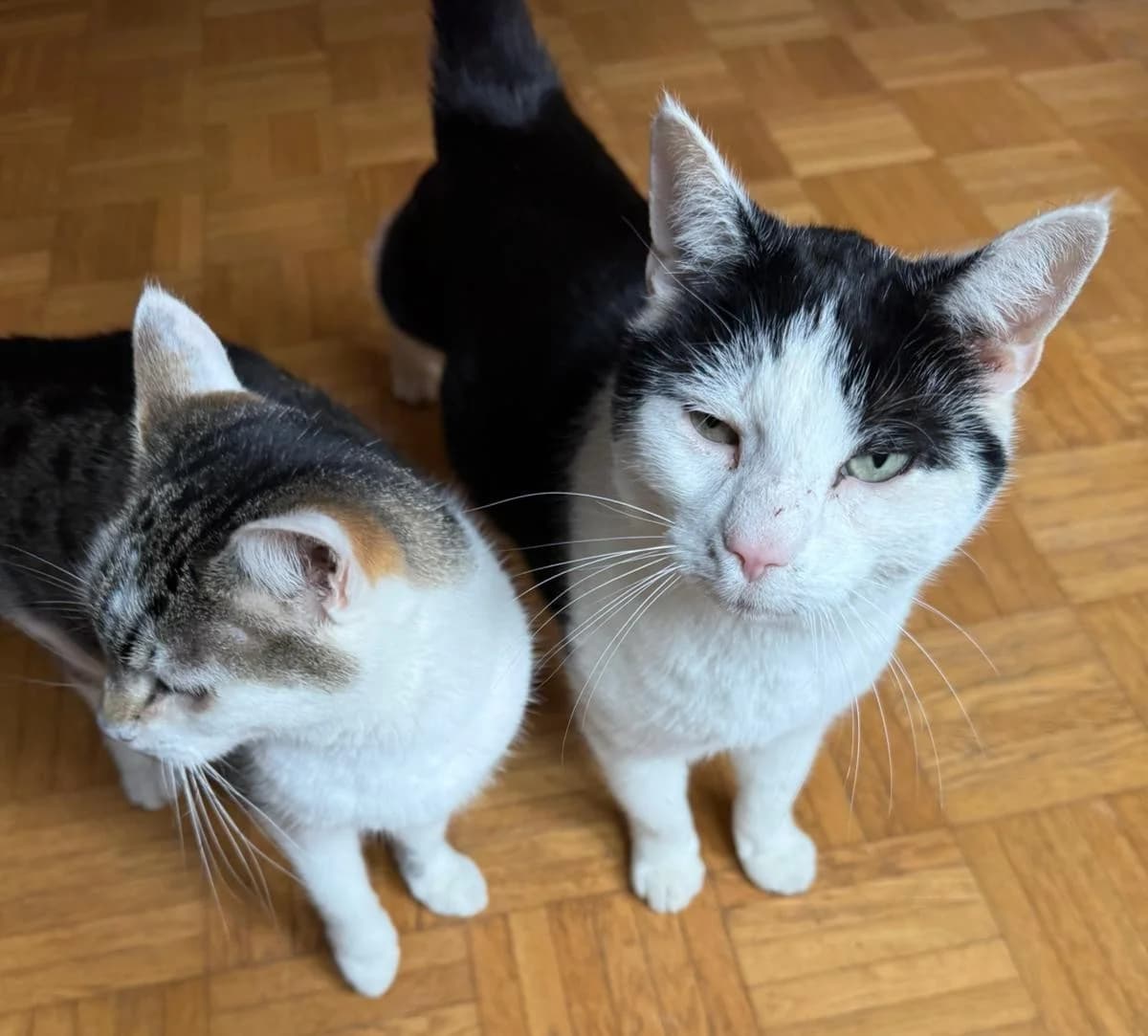 Mau und Mi, schwarz male 4yo Mixed Breed for adoption at Katzenhilfe in und um Würzburg – Mainfränkischer Tierschutz e. V., Würzburg