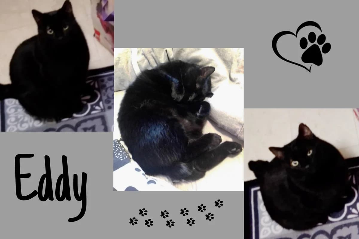 Eddy, male Mixed Breed for adoption at Katzenhilfe Karlsruhe e.V., Karlsruhe