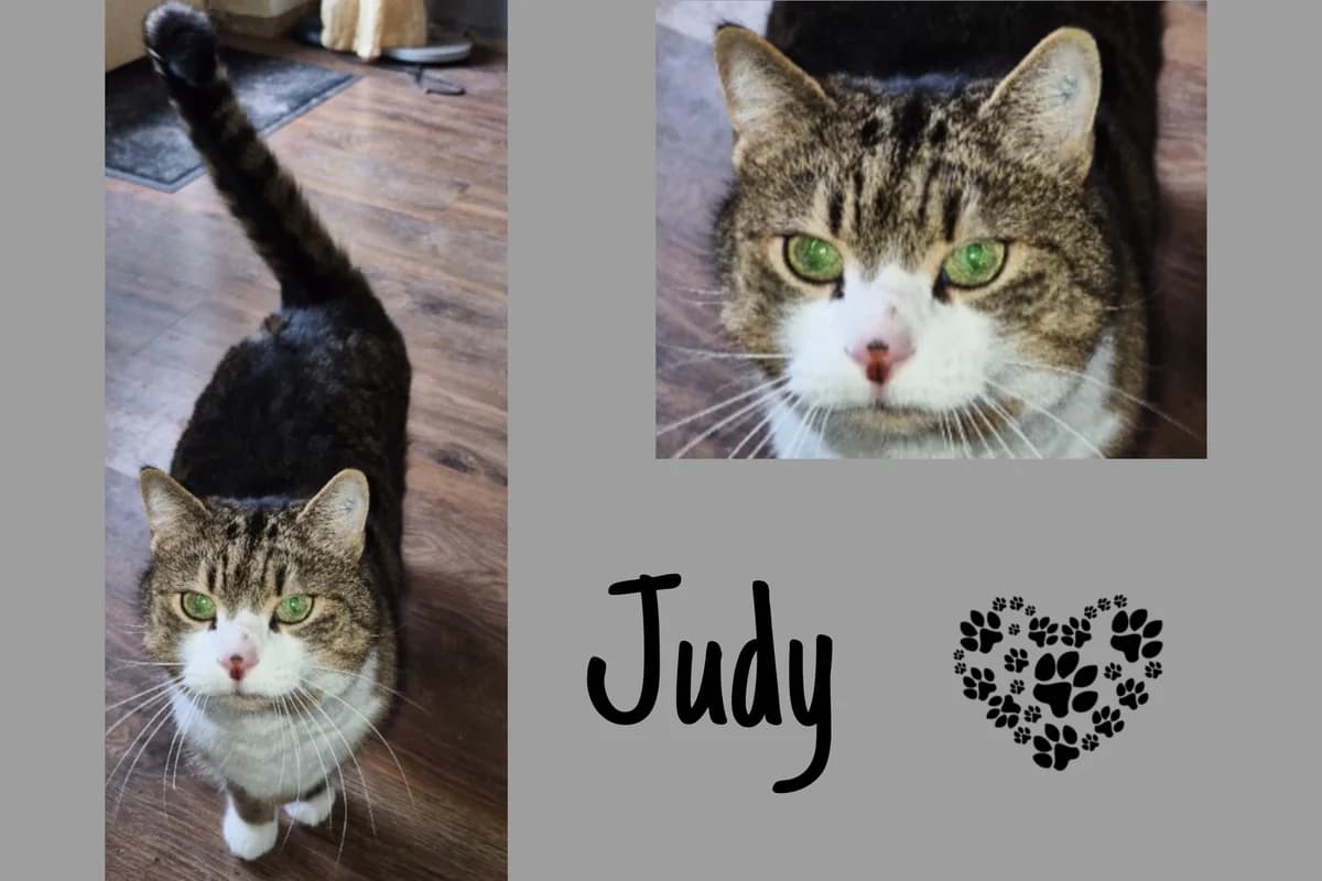 Judy, 5yo Mixed Breed for adoption at Katzenhilfe Karlsruhe e.V., Karlsruhe