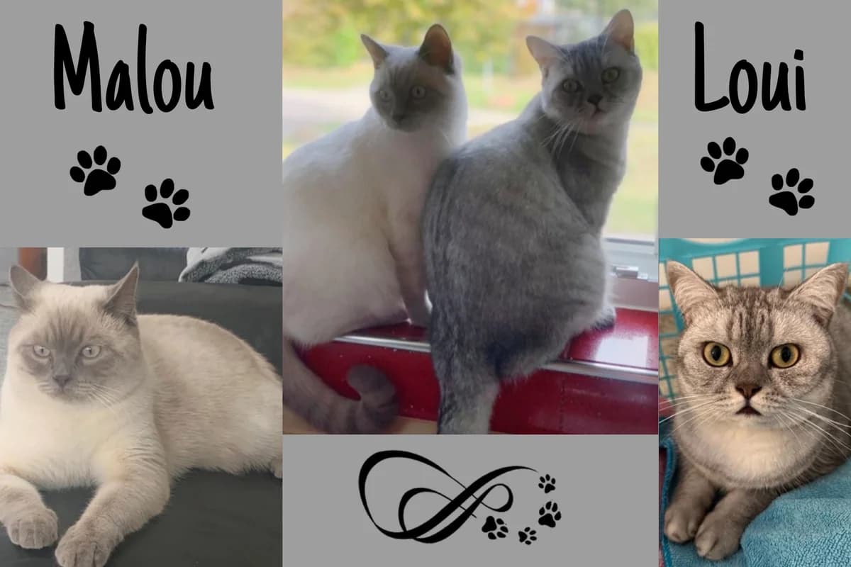 Loui & Malou, weiß male 6yo Mixed Breed for adoption at Katzenhilfe Karlsruhe e.V., Karlsruhe