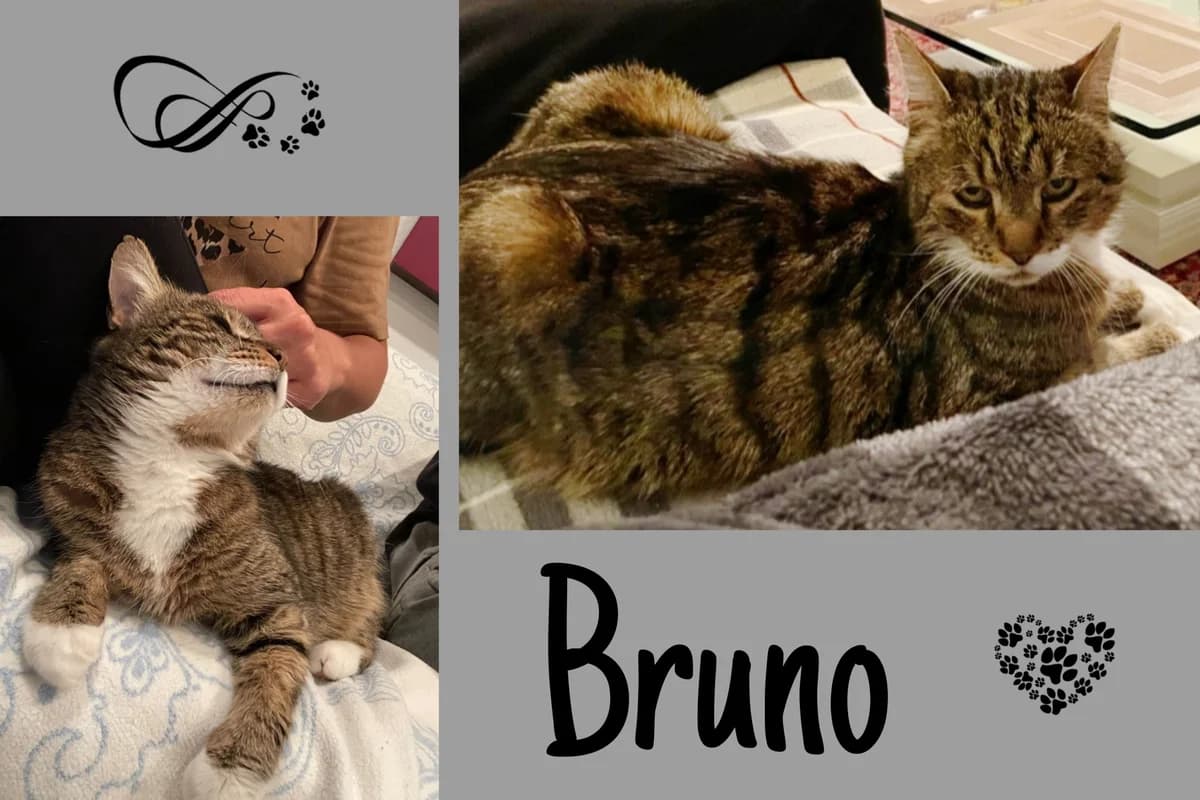 Bruno, weiß male Mixed Breed for adoption at Katzenhilfe Karlsruhe e.V., Karlsruhe