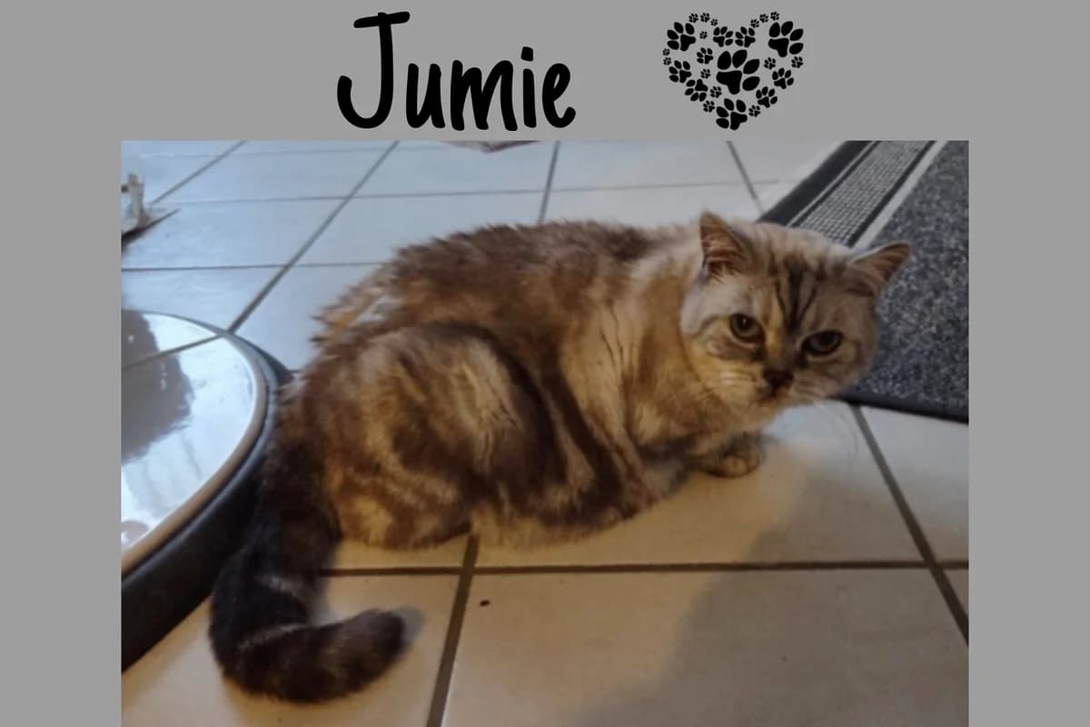 Jumie, male 4yo Mixed Breed for adoption at Katzenhilfe Karlsruhe e.V., Karlsruhe