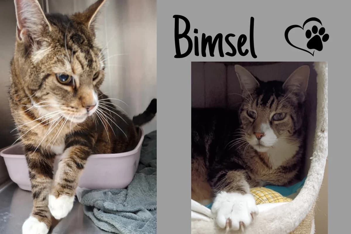 Bimsel, male senior Mixed Breed for adoption at Katzenhilfe Karlsruhe e.V., Karlsruhe