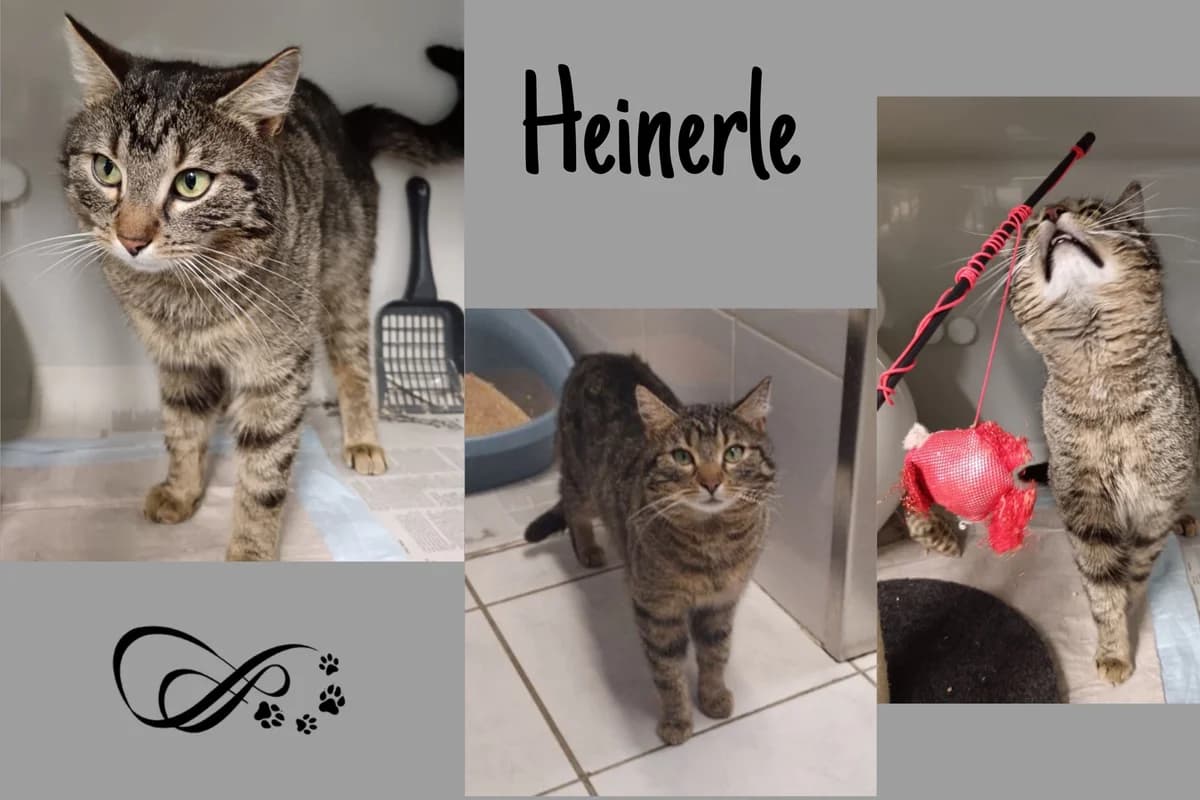 Heinerle, male Mixed Breed for adoption at Katzenhilfe Karlsruhe e.V.