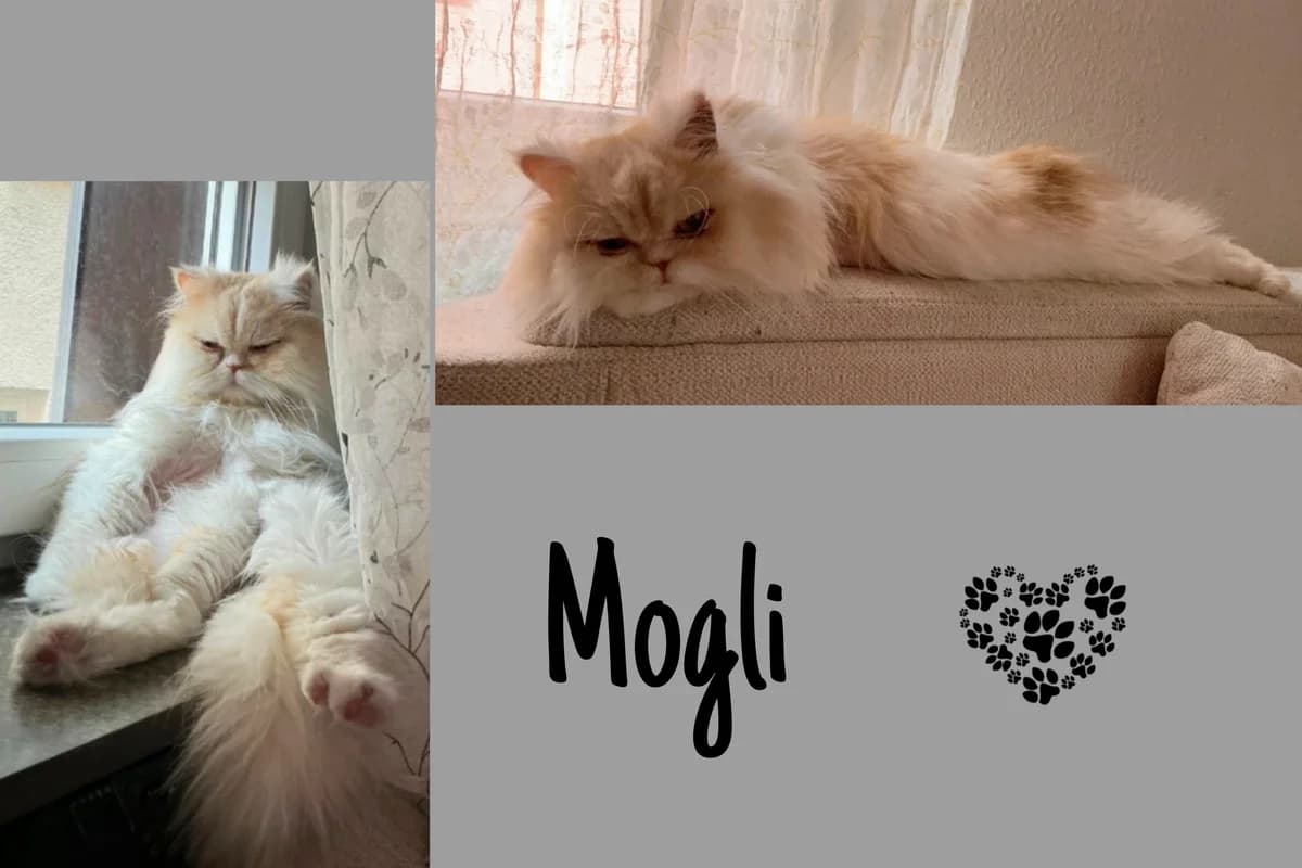 Mogli, male Mixed Breed for adoption at Katzenhilfe Karlsruhe e.V.