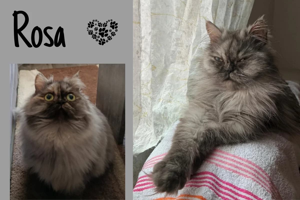 Rosa, Mixed Breed for adoption at Katzenhilfe Karlsruhe e.V.