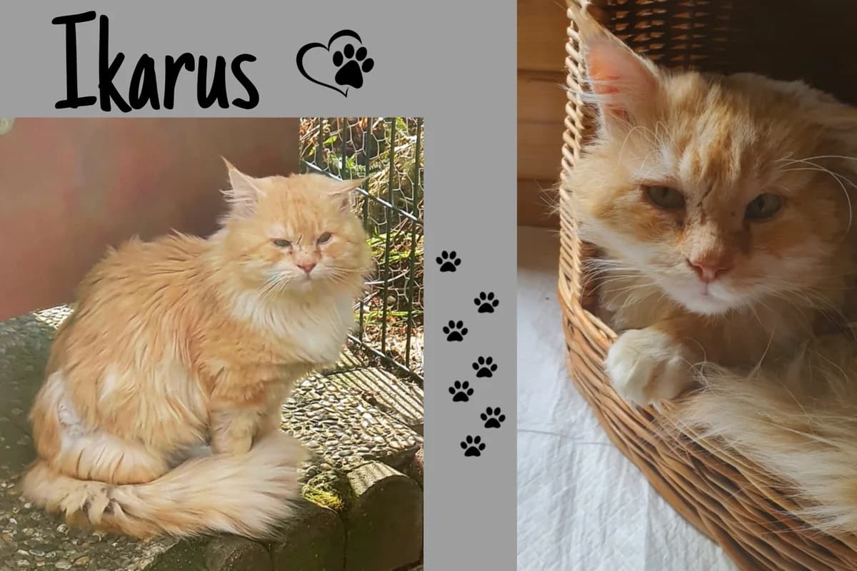 Ikarus, male Mixed Breed for adoption at Katzenhilfe Karlsruhe e.V.