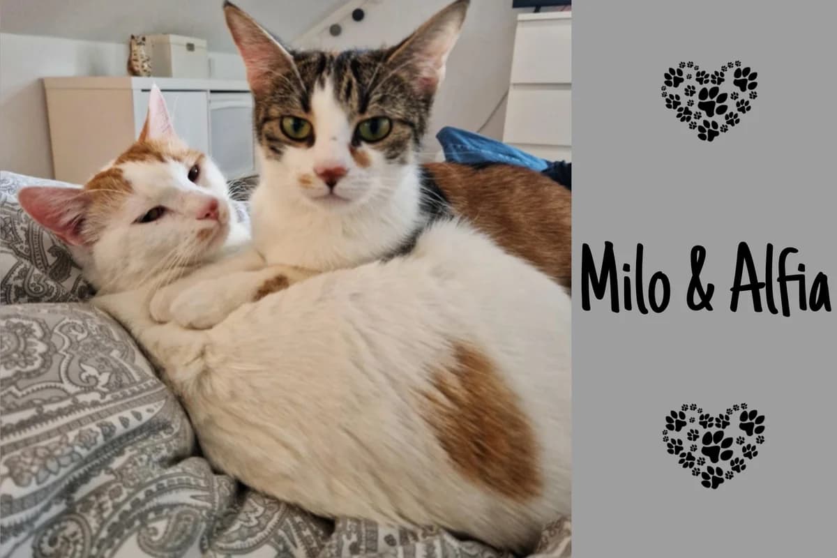 Milo & Alfia, 5yo Mixed Breed for adoption at Katzenhilfe Karlsruhe e.V., Karlsruhe