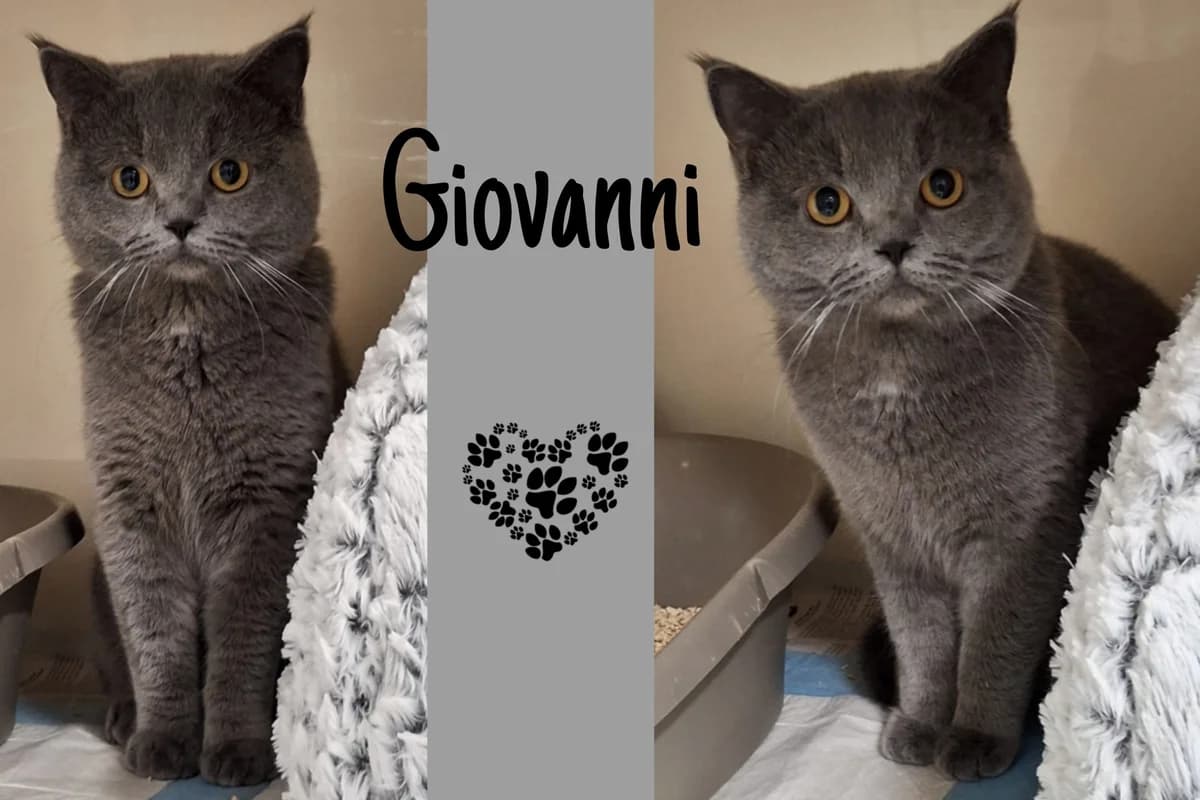 Giovanni, male Mixed Breed for adoption at Katzenhilfe Karlsruhe e.V., Karlsruhe